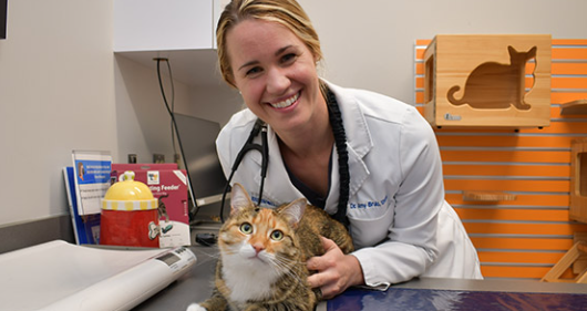 cat hospital near me