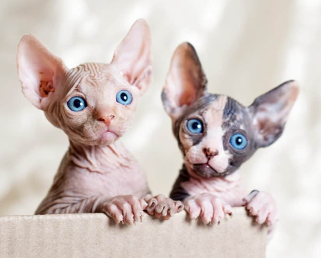 sphynx cat for sale