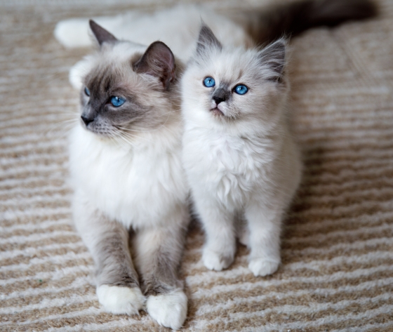 ragdoll cat for sale