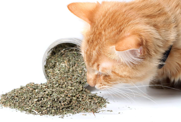 cat crack