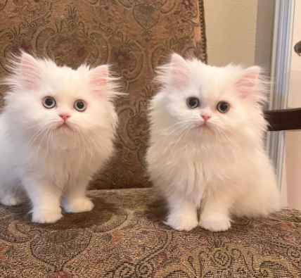 persian kittens for sale