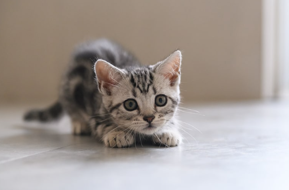 american shorthair