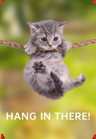 hang in there cat
