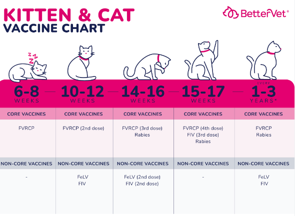 kitten vaccinations