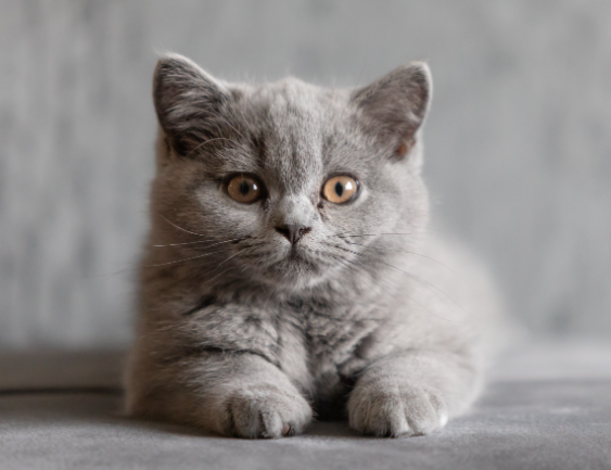 british shorthair kitten