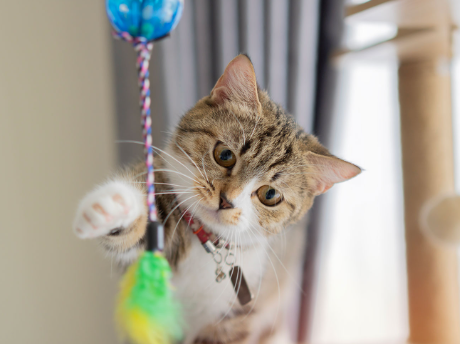 kitten toys