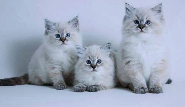 ragdoll kittens