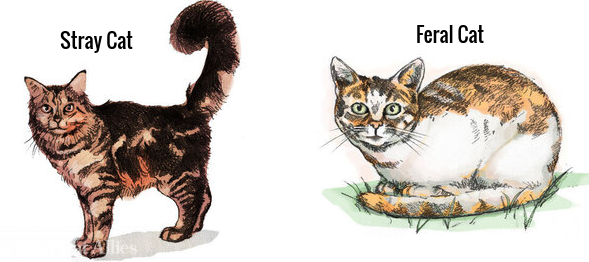 feral cat