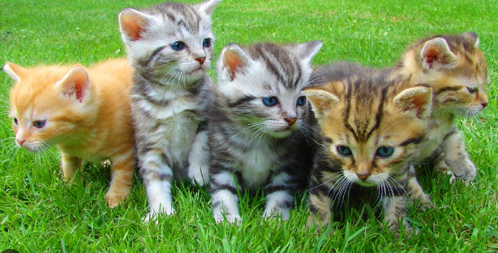 cat sanctuary near me