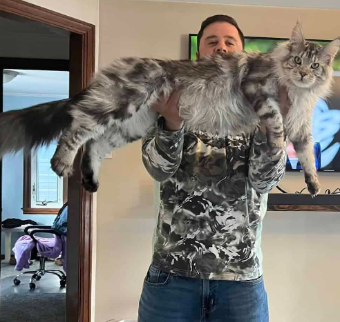 maine coon kittens near me