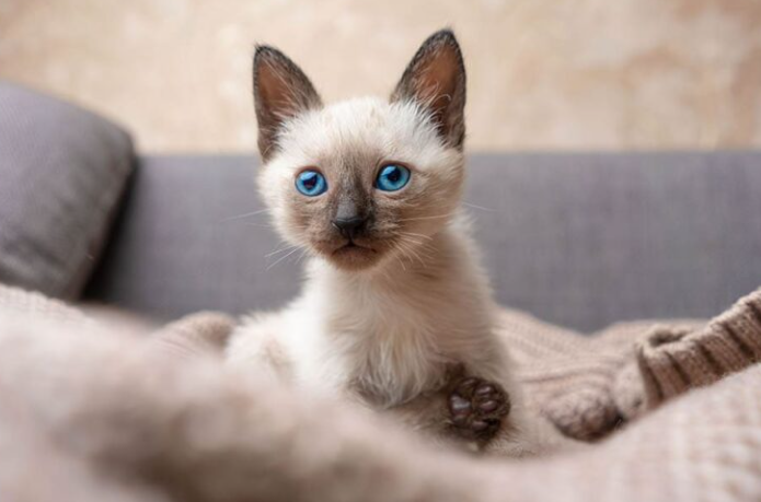 siamese kittens for sale