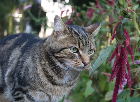 cat leukemia