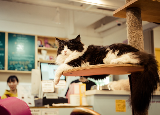 the cat cafe