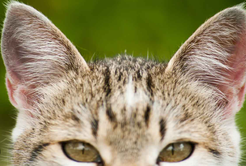 cat ear