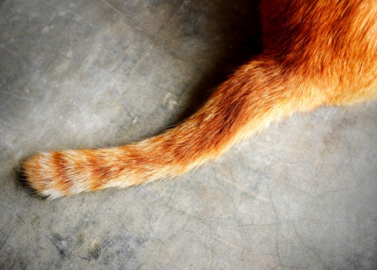 cat tail