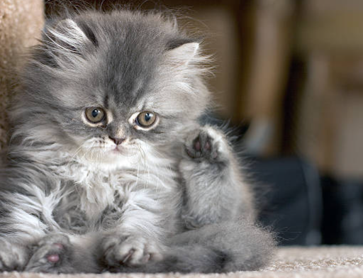 persian kittens