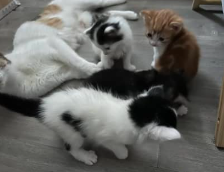 gumtree kittens