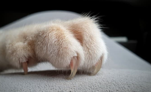 cat claws