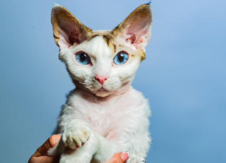 devon rex