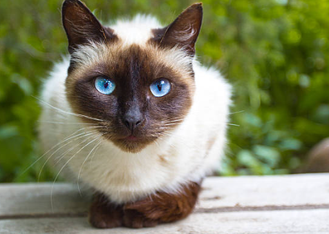 siamese cat price