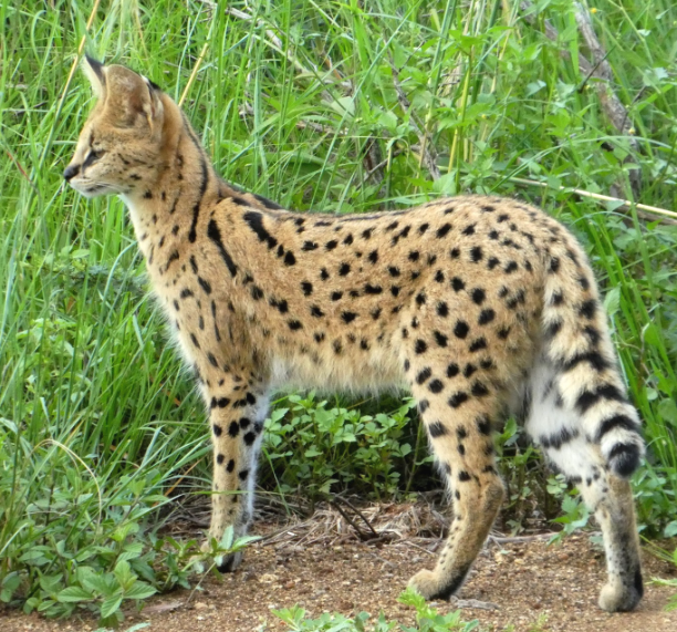 serval cat price