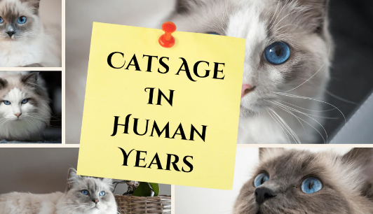 cat to human years