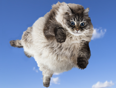 flying cat