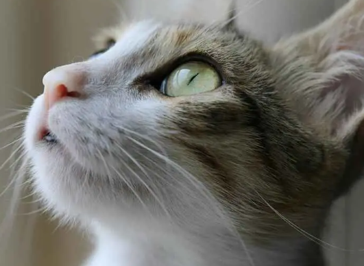 whisker fatigue