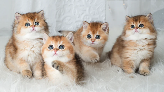 british shorthair price