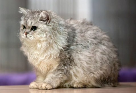 selkirk rex