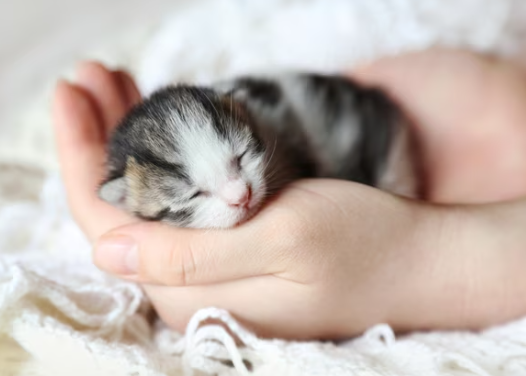 newborn kittens
