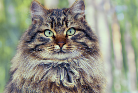 siberian forest cat