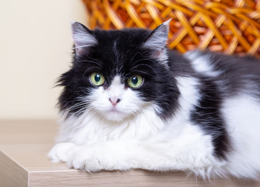 black and white cat