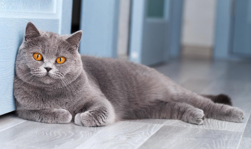 british blue cat