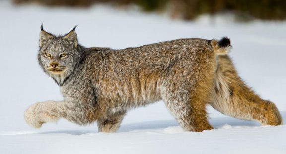 lynx cat