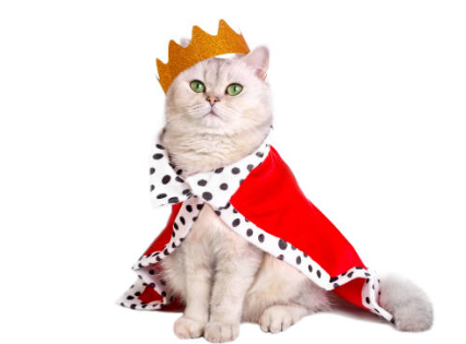 cat king
