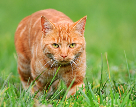 orange cat