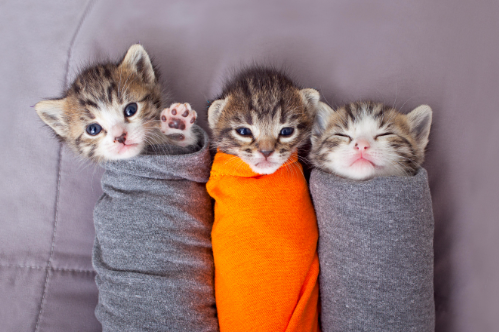 purrito