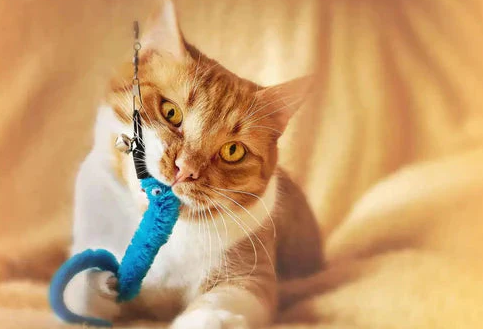 diy cat toys