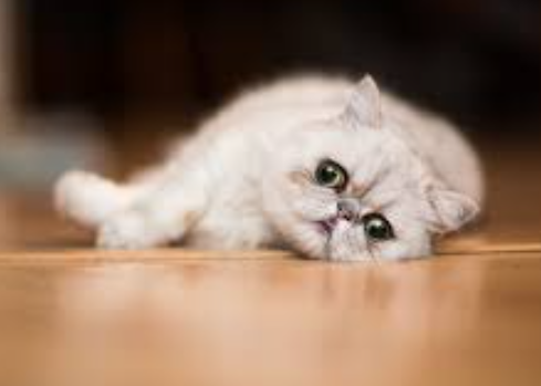 different types of cats