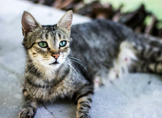 cat s