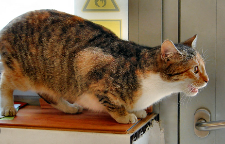 cat in heat