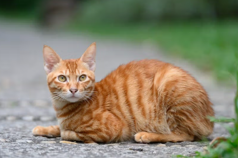 orange tabby cat