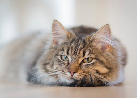 my cat