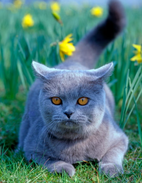 blue cat