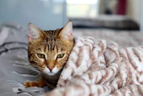 cat cold