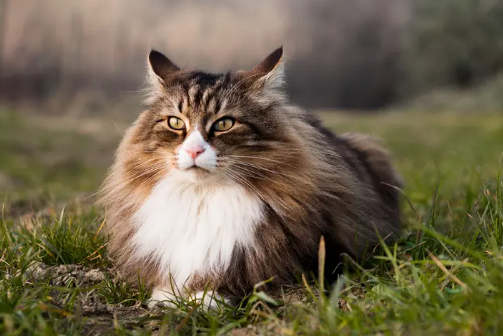 norwegian forest cat