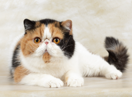 exotic shorthair