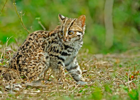 leopard cat