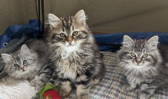 siberian kitten